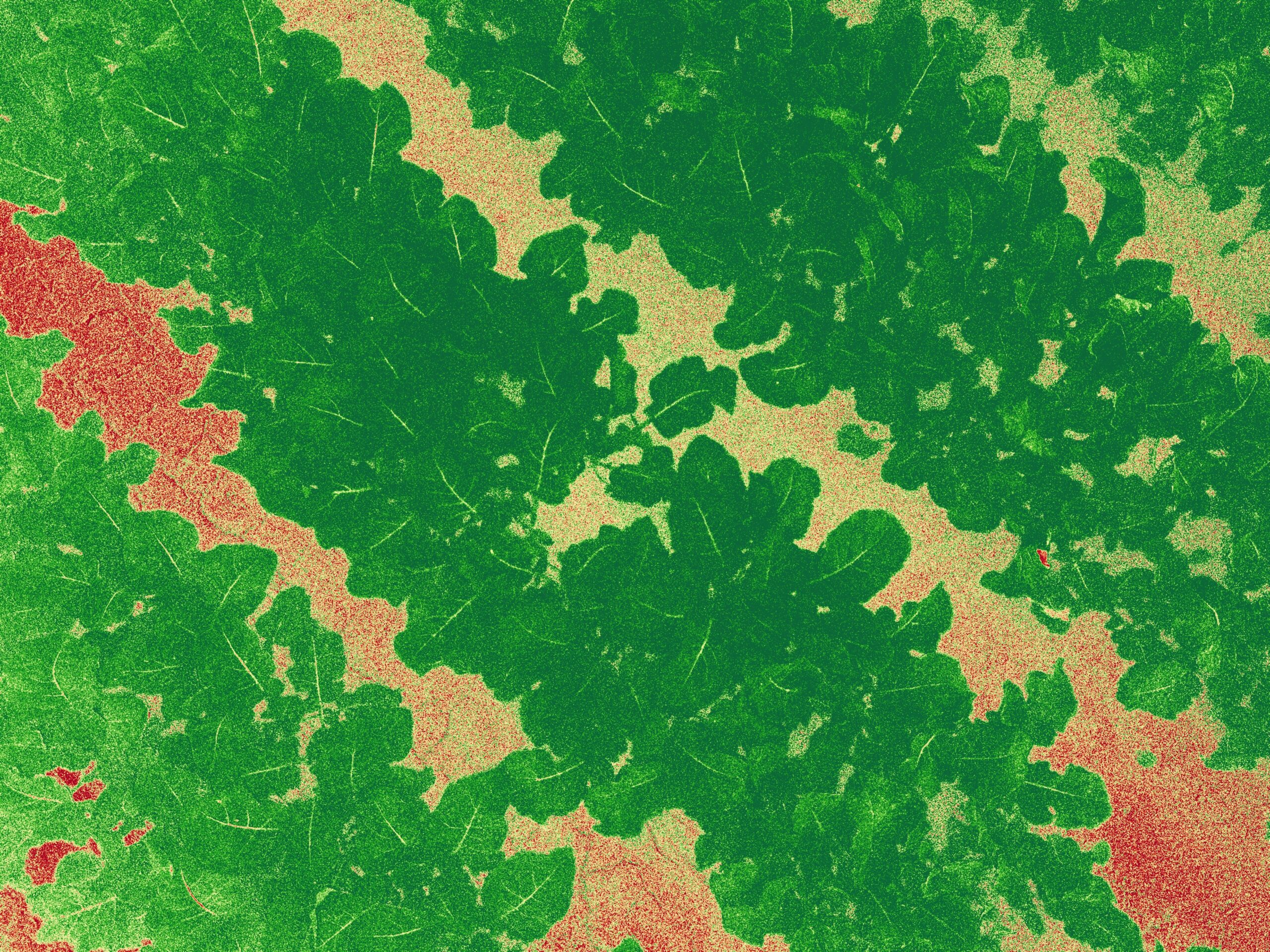 2024_0120_164403_525_NDVI_LUT