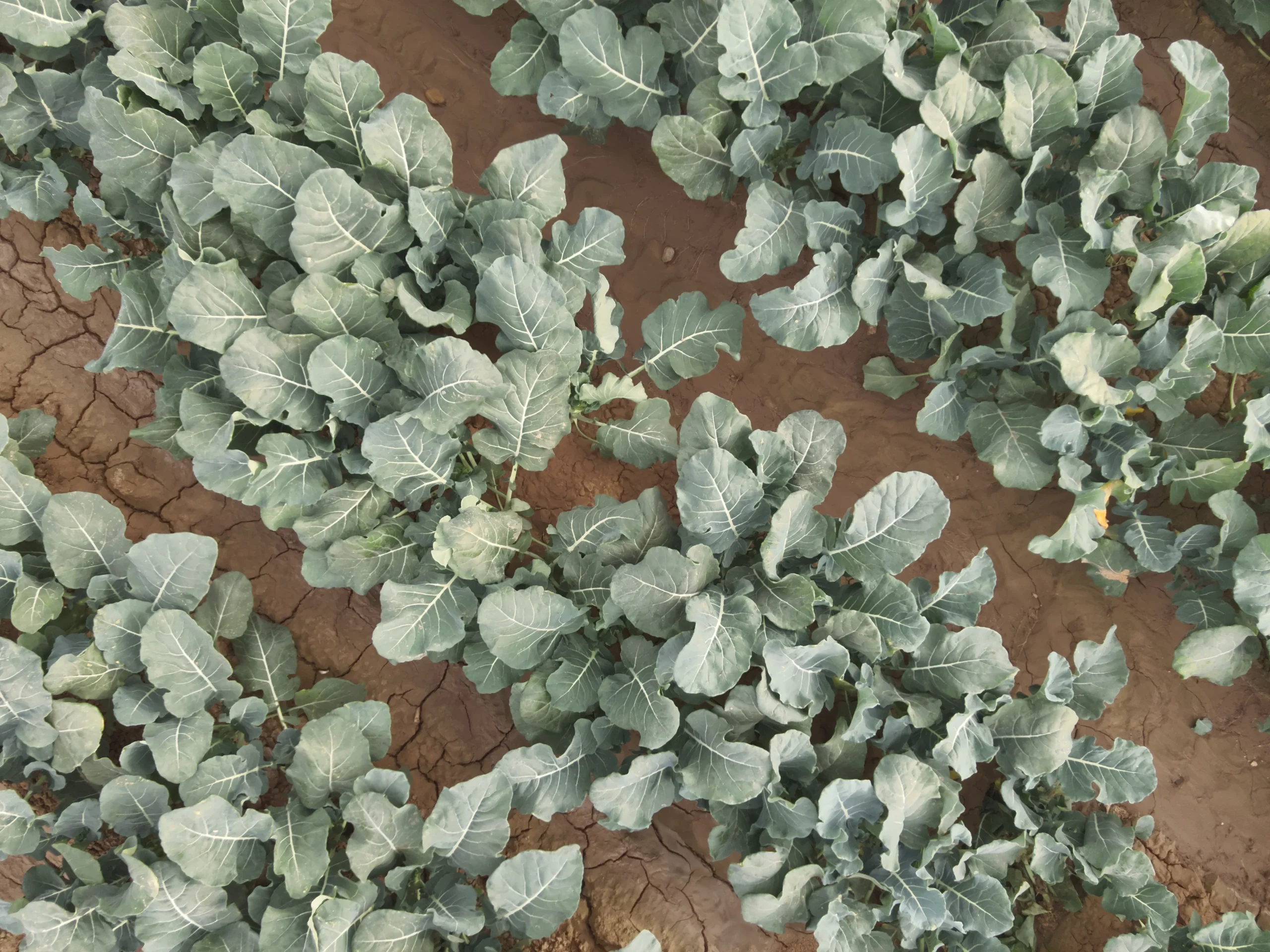 DJI_20240120084404_0045_V