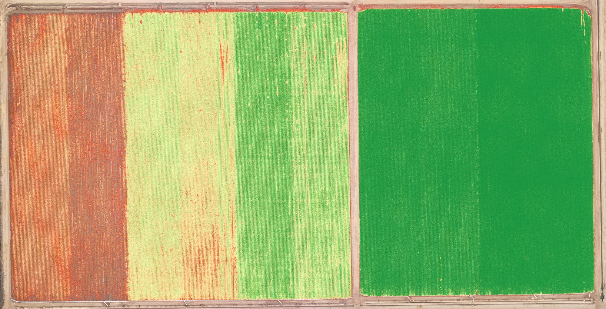 broccoli_rgb-rgn-015-08_crop